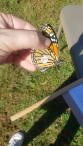 Monarch