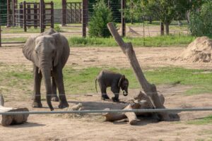 Sedgwick County Zoo - Elephants