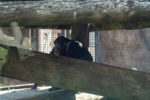 Sedgwick County Zoo Chimp