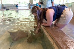 Sedgwick County Zoo Stingrays