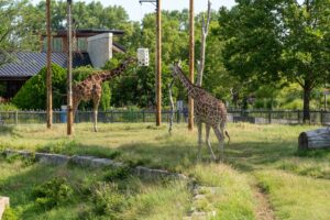 Sedgwick County Zoo Giraffes